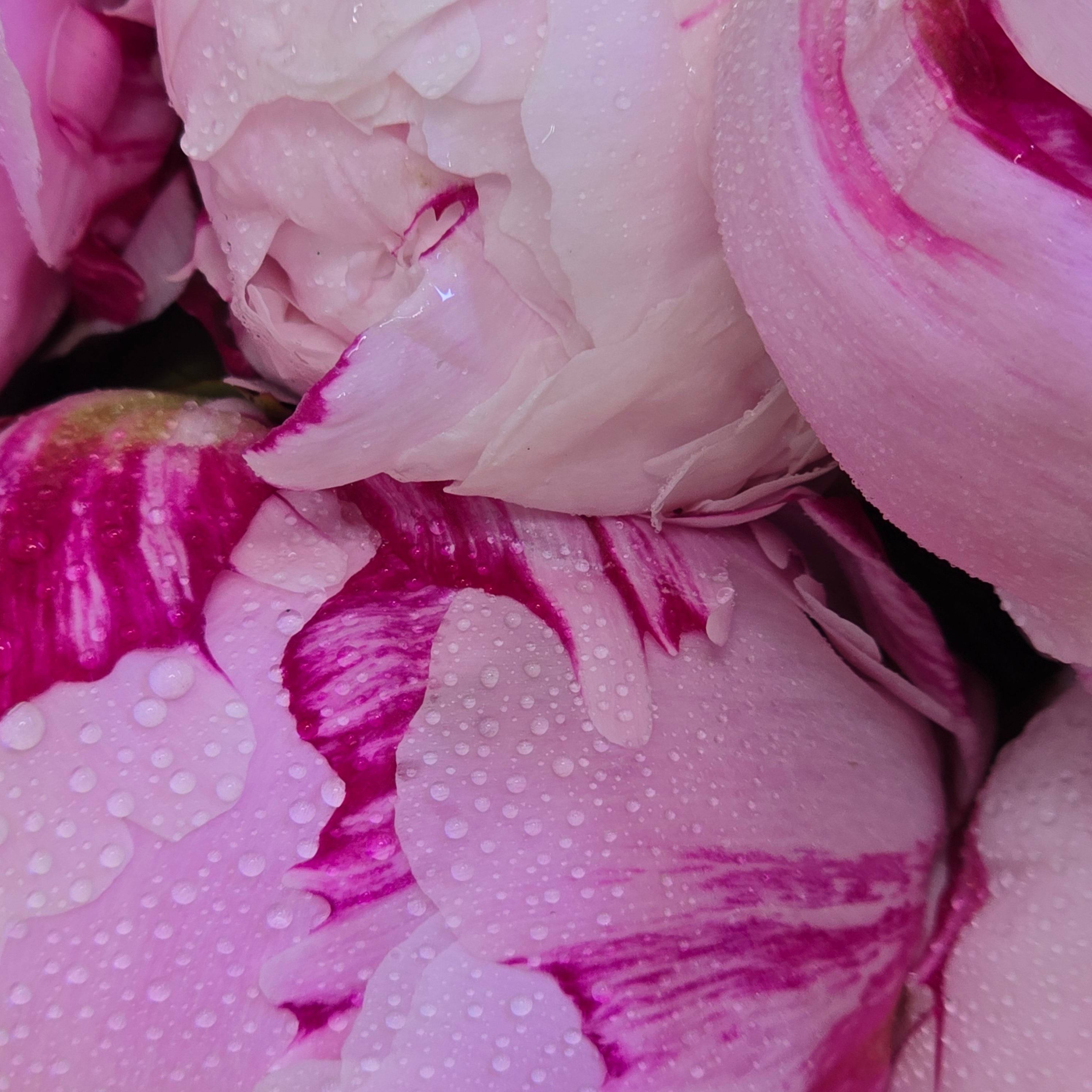 10 Pink Peonies