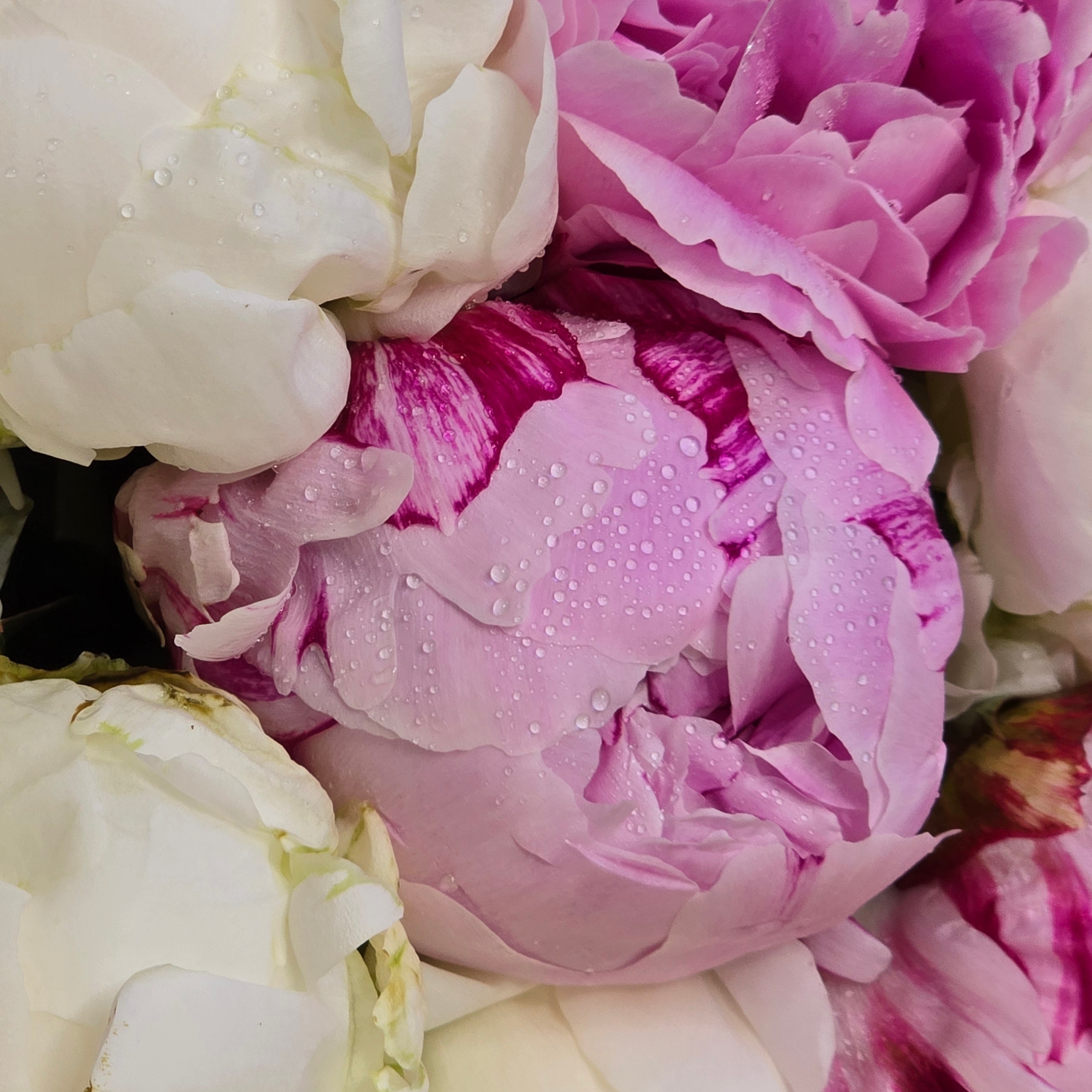 10 Pink and White Peonies