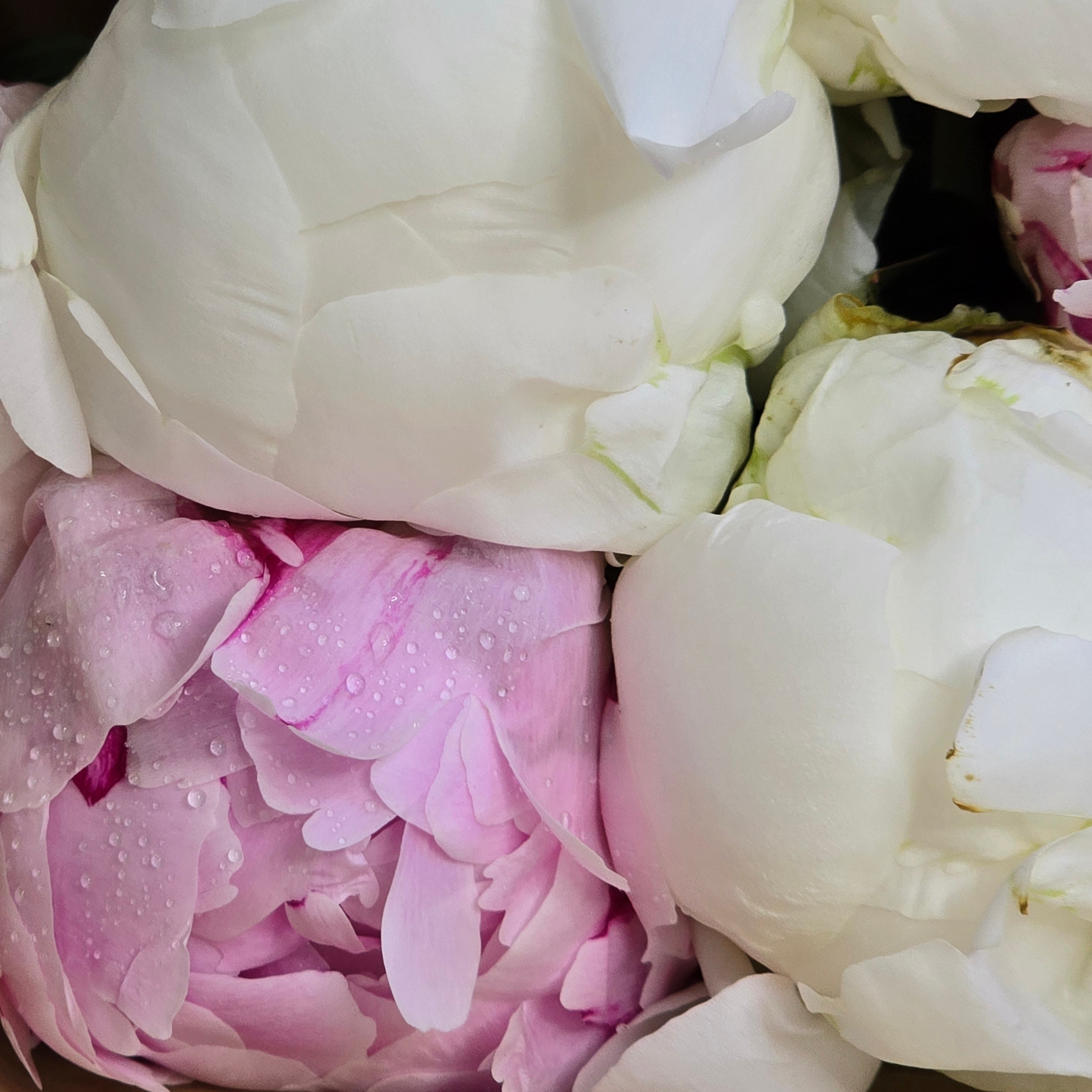 10 Pink and White Peonies