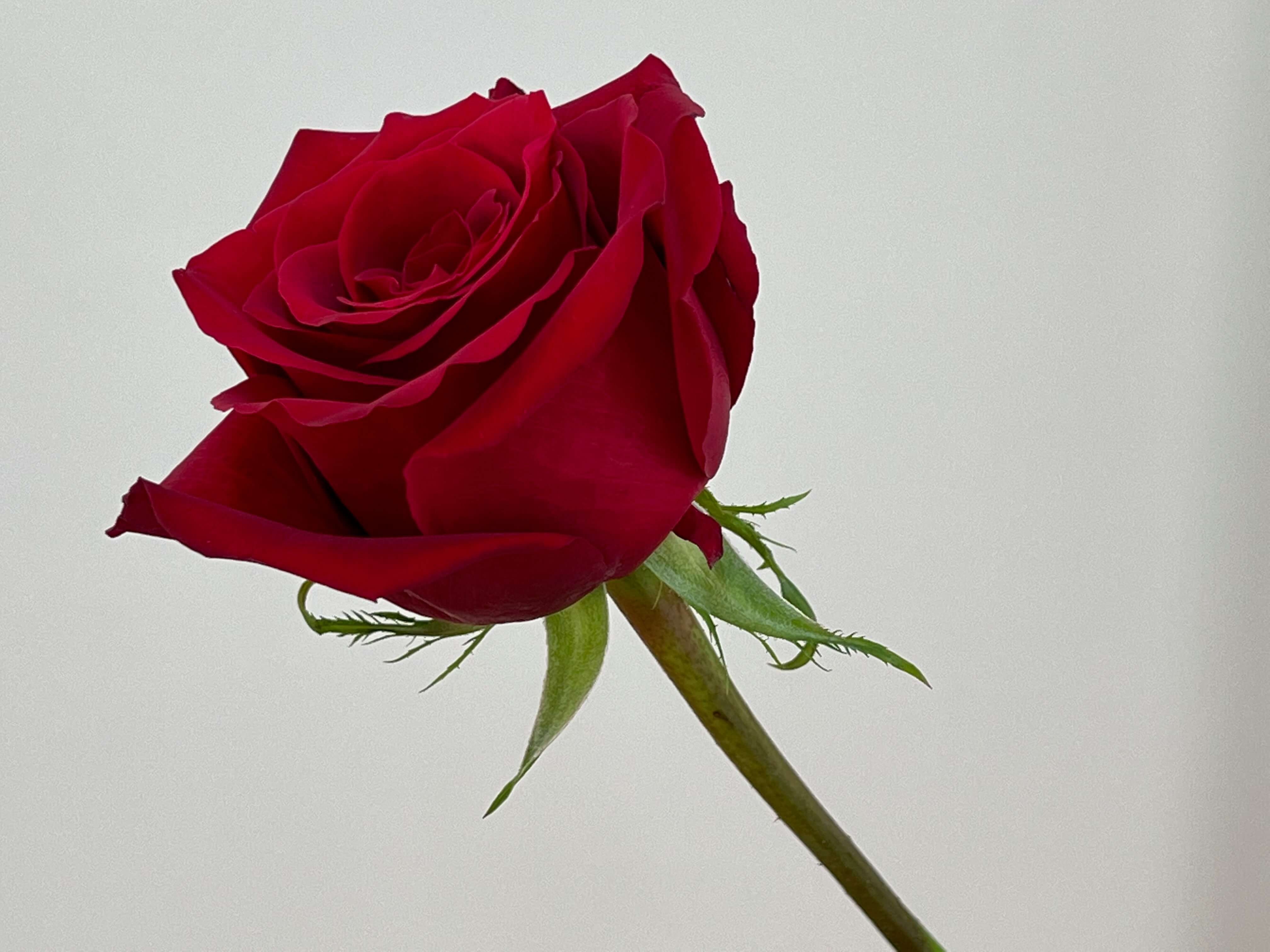 Red & White Roses