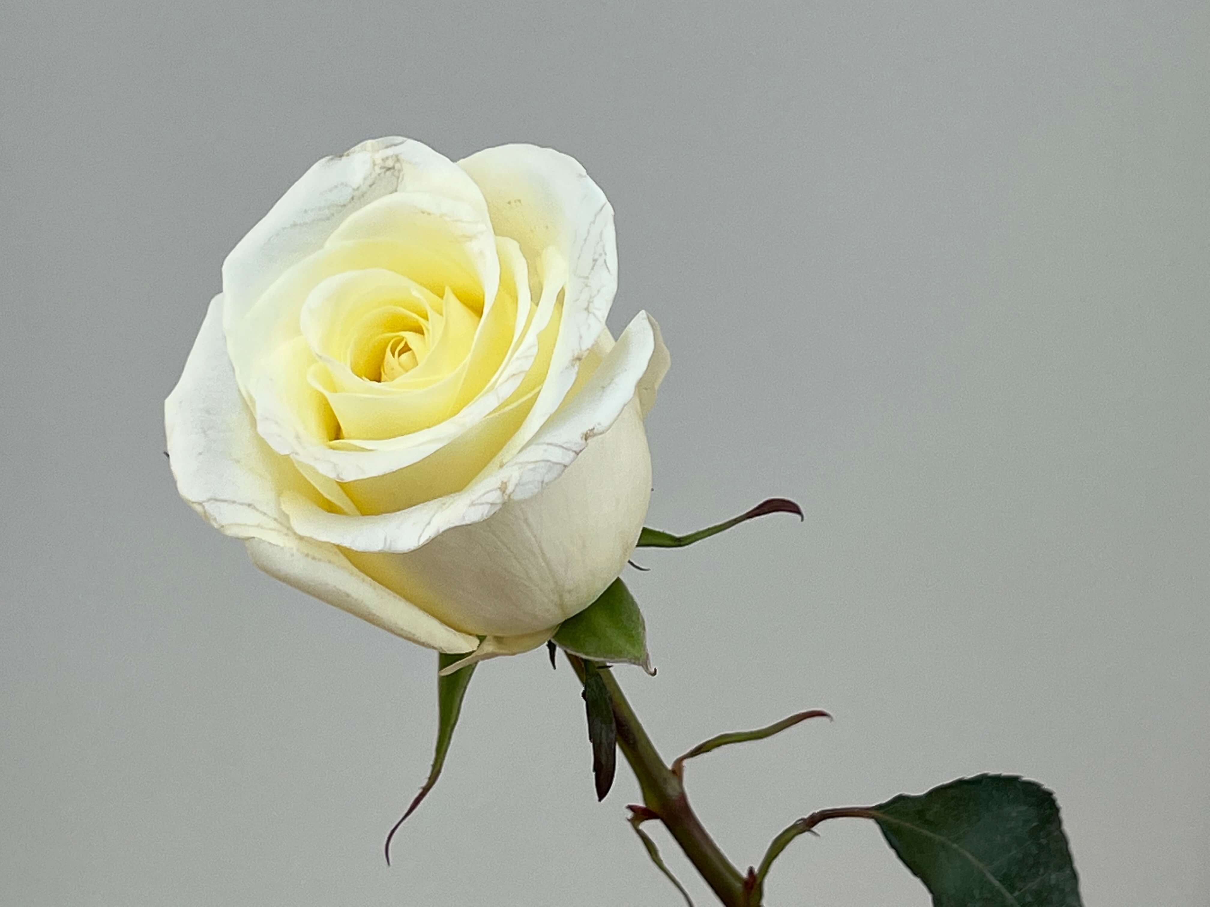 Red & White Roses