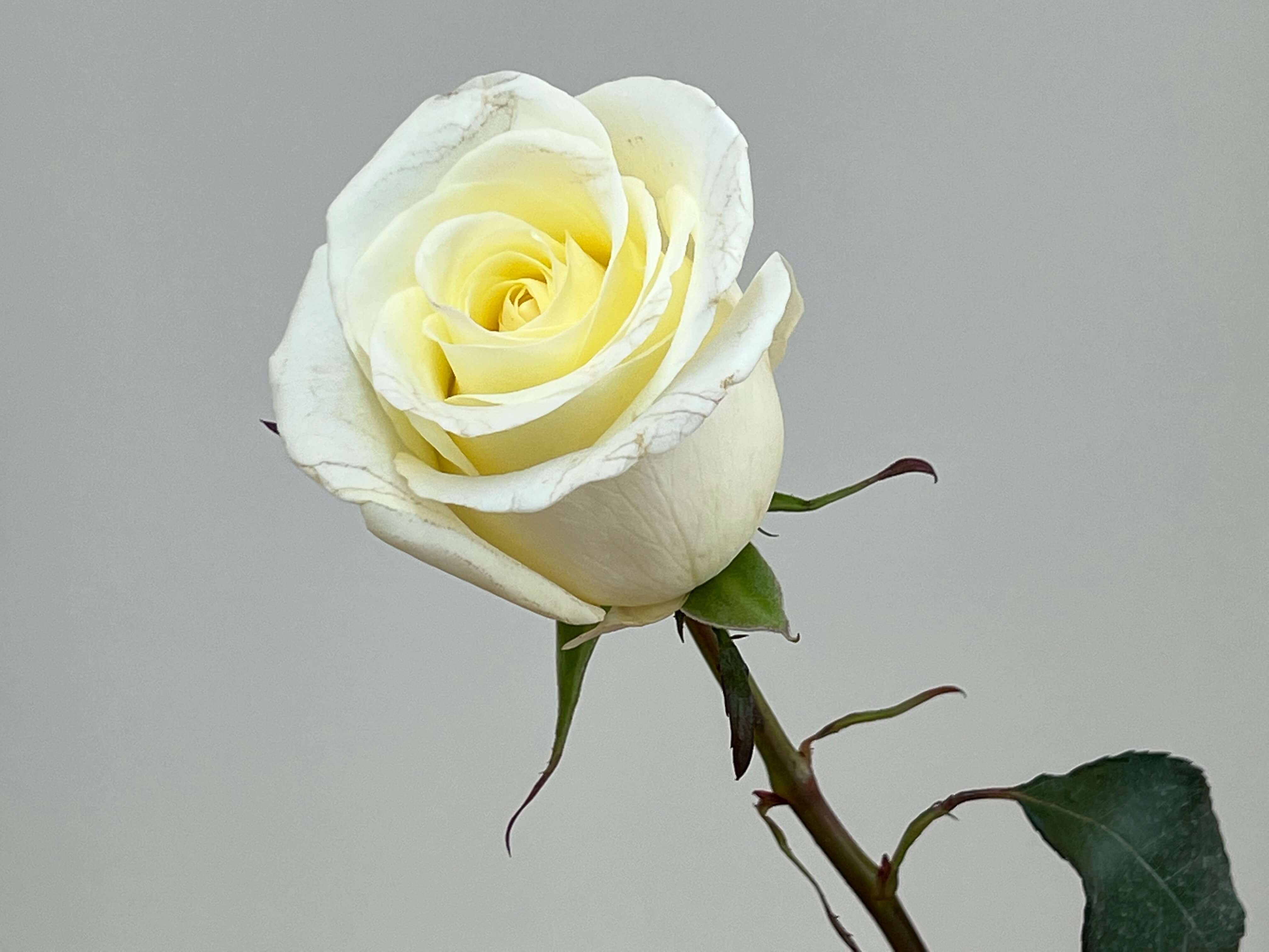 Lovely Medison