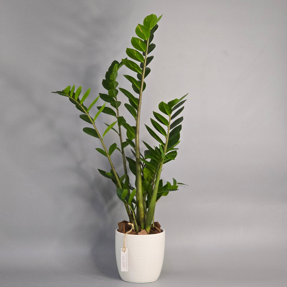 The Zamioculcas Zamifolia: A Resilient and Beautiful Addition to Your Indoor Garden
