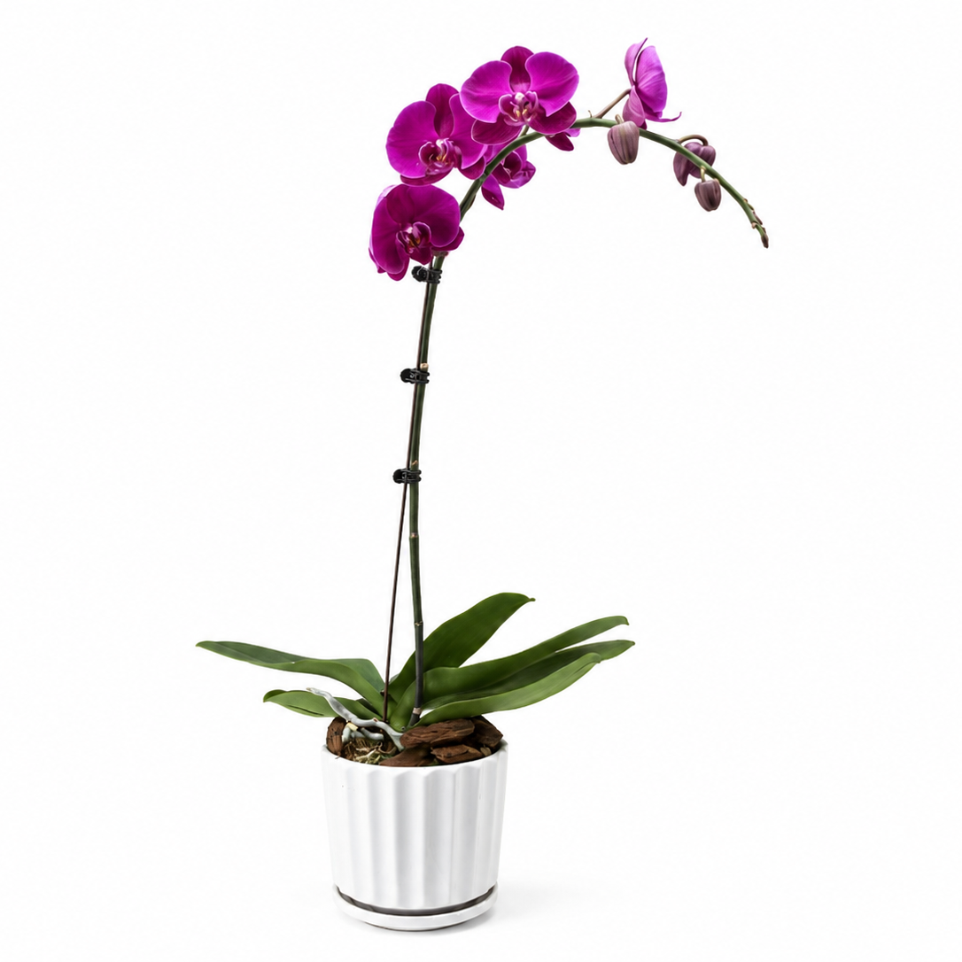 Orchids