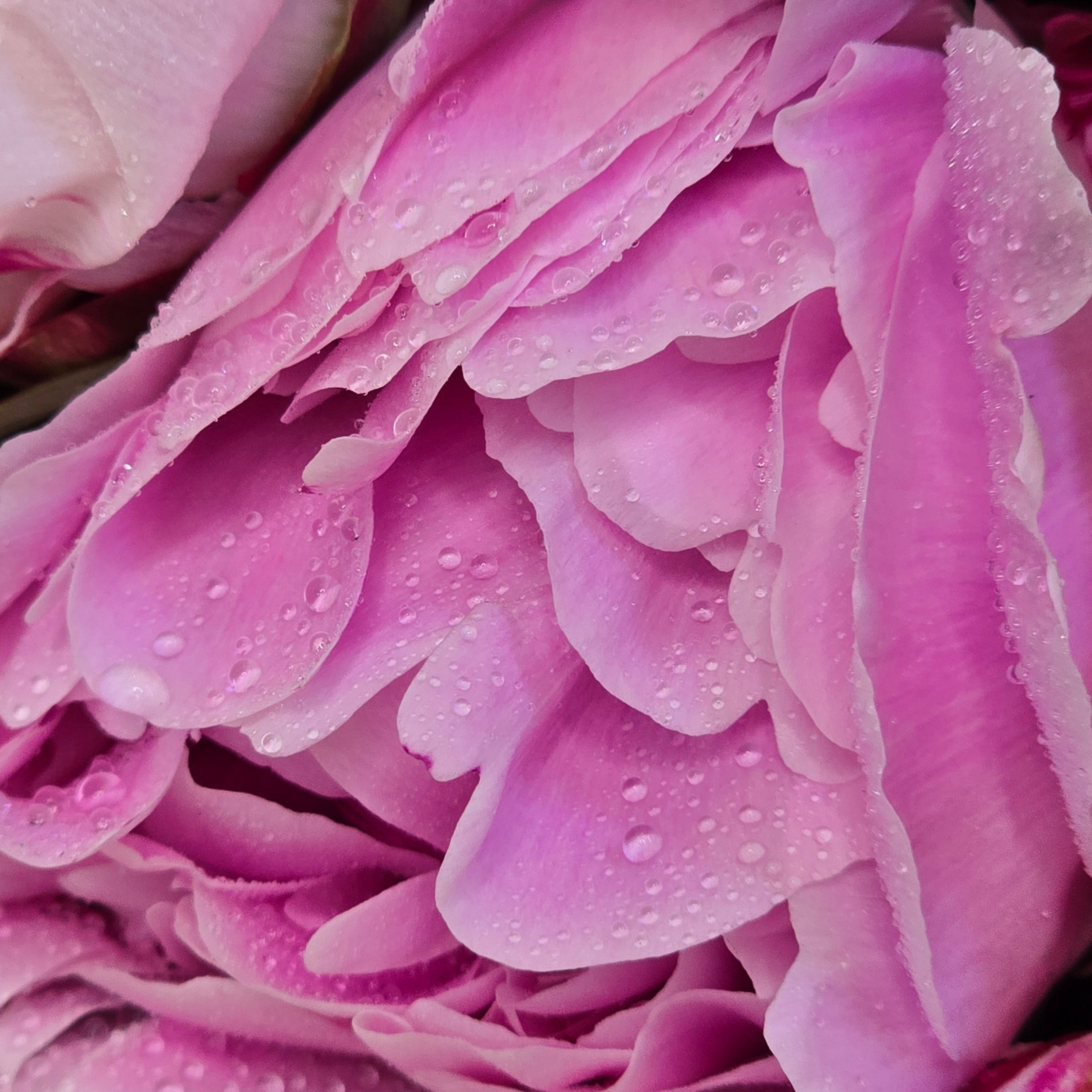 10 Pink Peonies