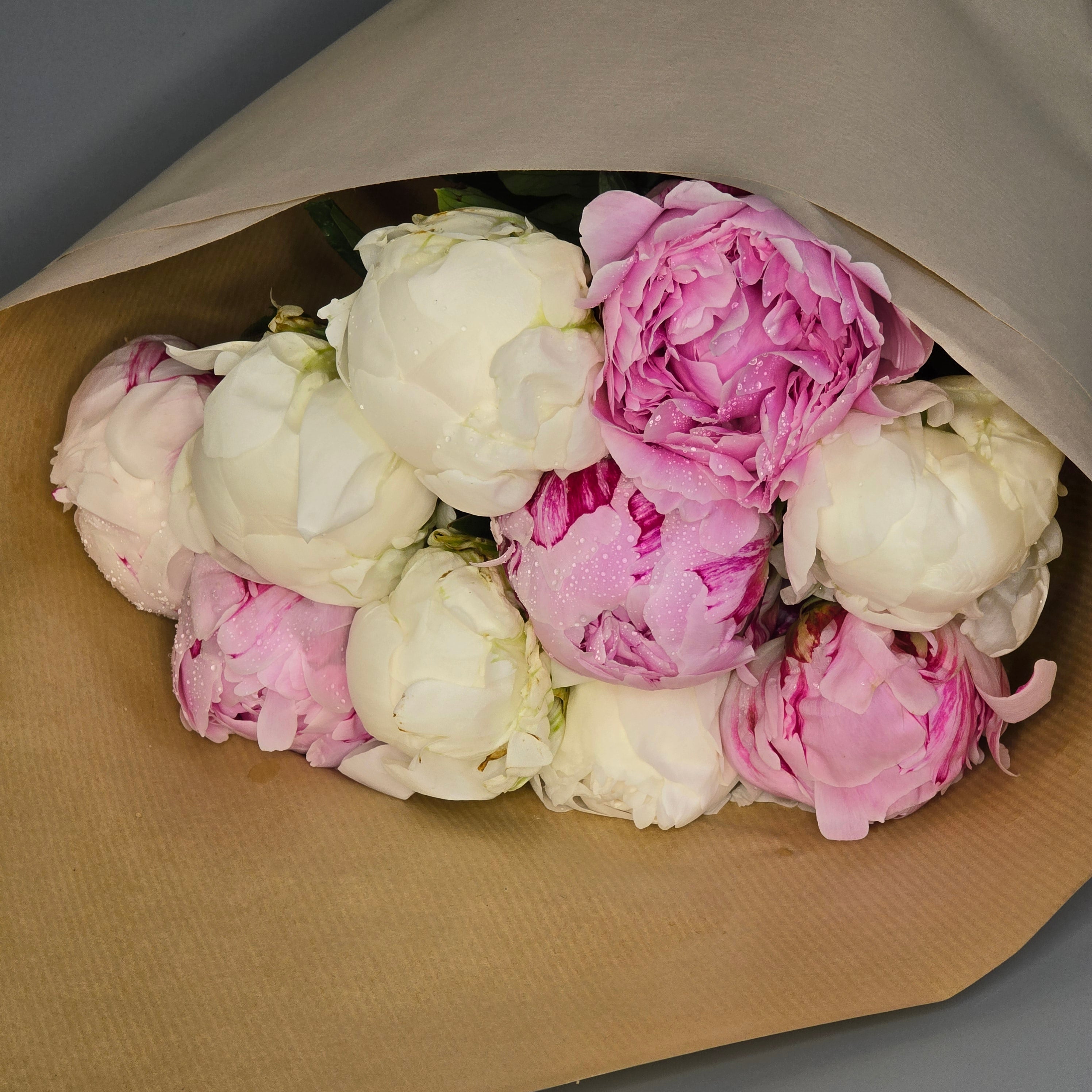 10 Pink and White Peonies