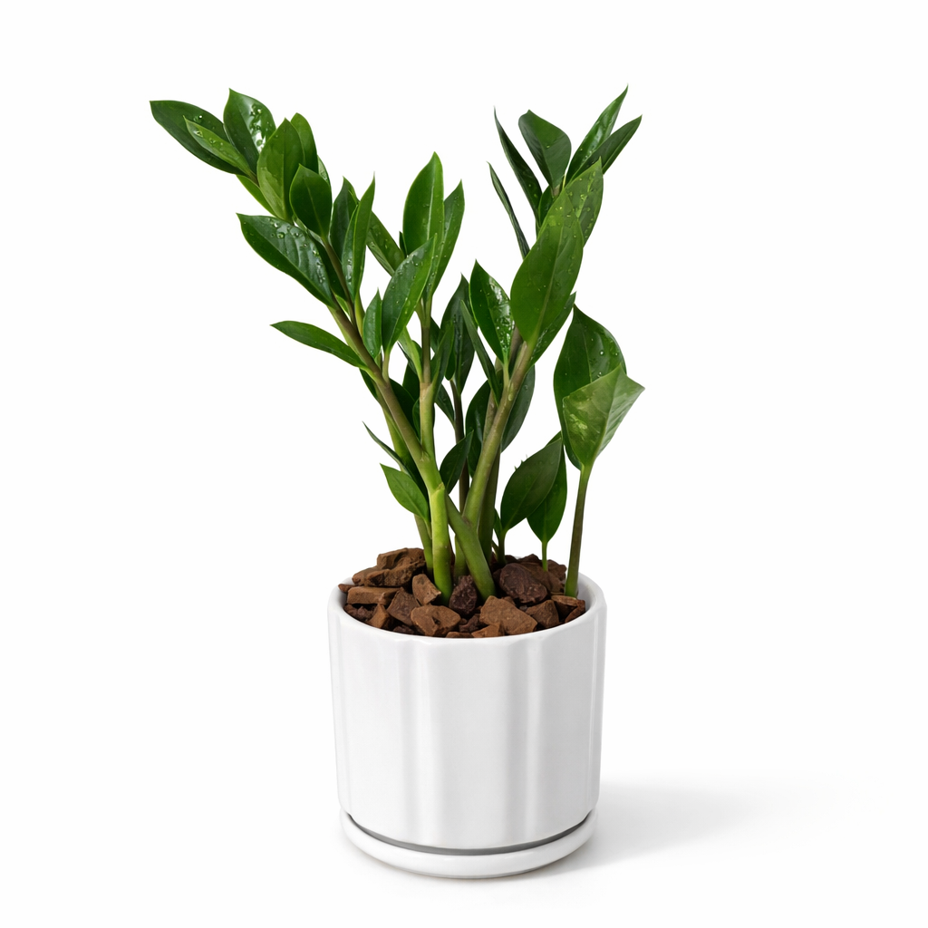 Potted plant with green leaves in a white pot on a white background
