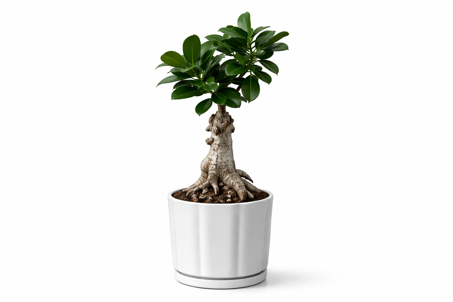 Ficus Bonsai