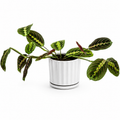 MARANTA