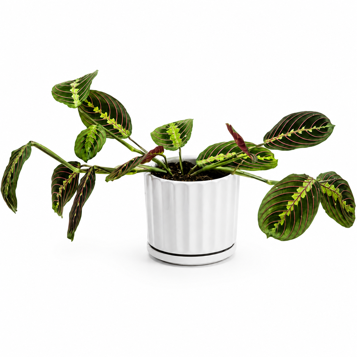 MARANTA