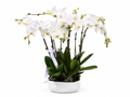 Orchids Arrangements