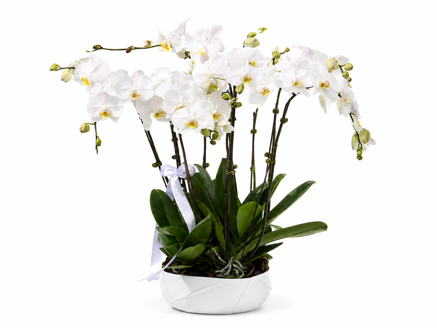 Orchids Arrangements