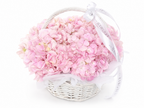 5 Hydrangea Pink in White Basket