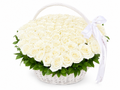 101 White Roses in Basket