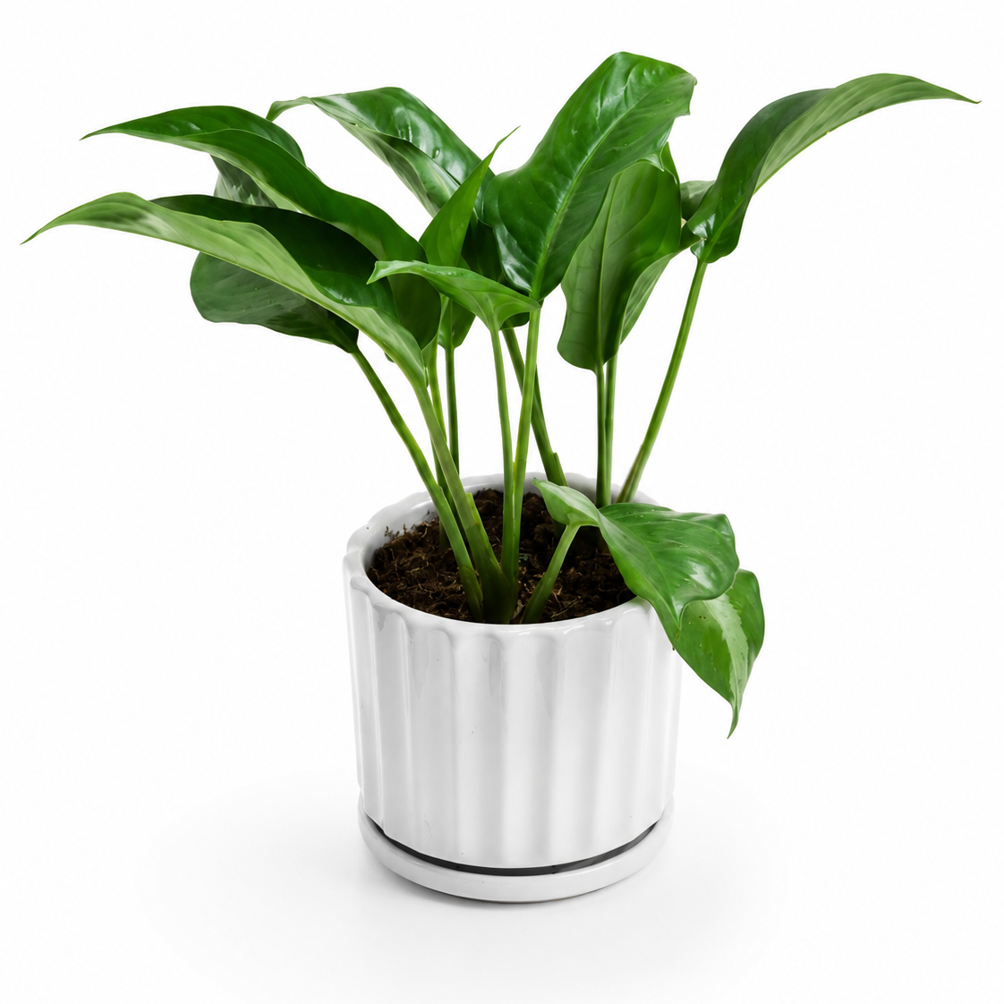 Potted plant with green leaves in a silver pot on a white background