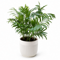 Potted plant with green leaves on a white background