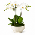 Orchid Plants