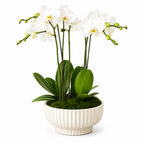 Orchid Plants