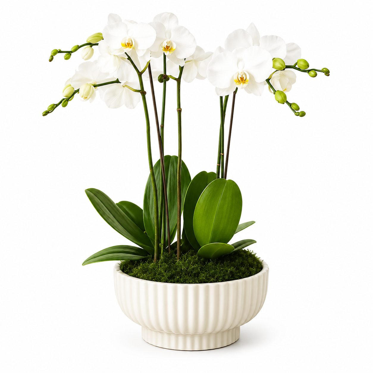 Orchid Plants