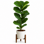 Ficus Lyrata