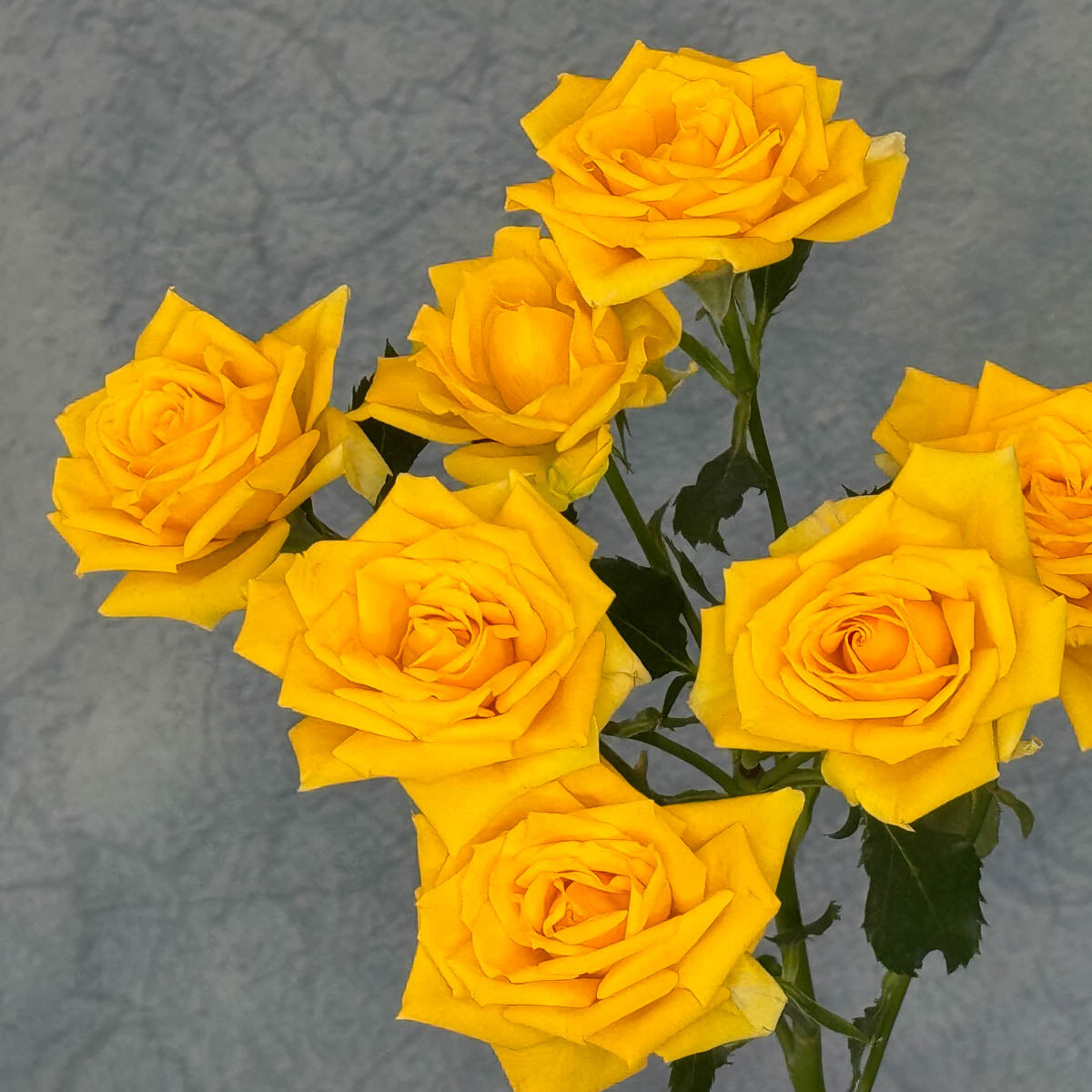 10 Yellow Spray Roses