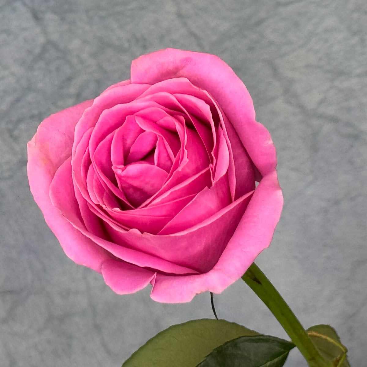 10 Light Pink Roses