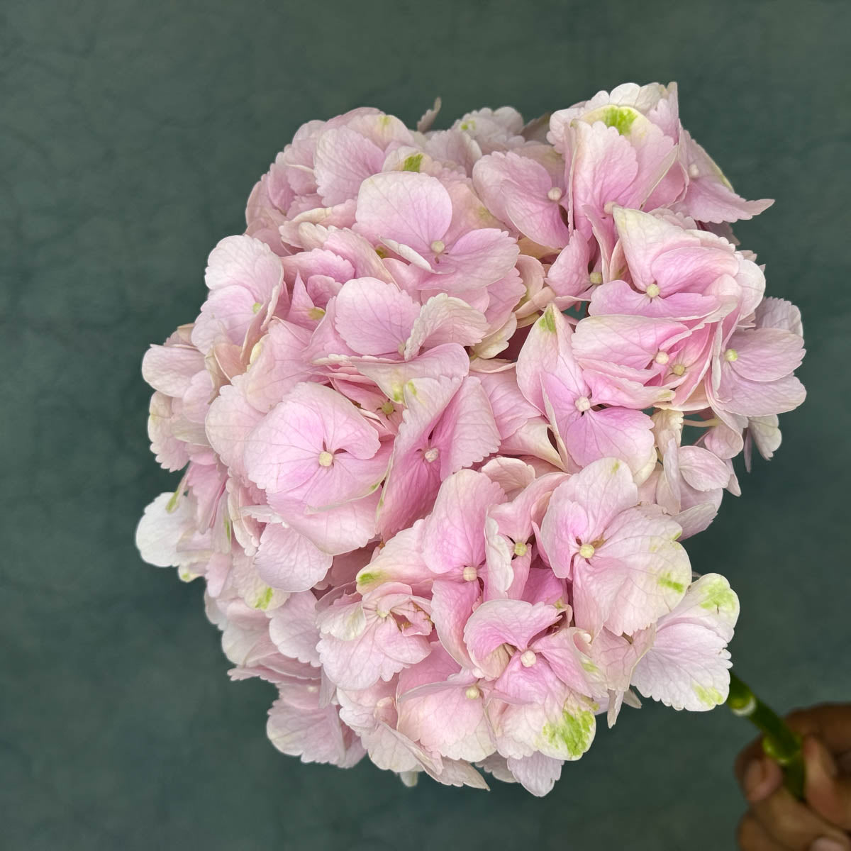 3 Pink Hydrangeas