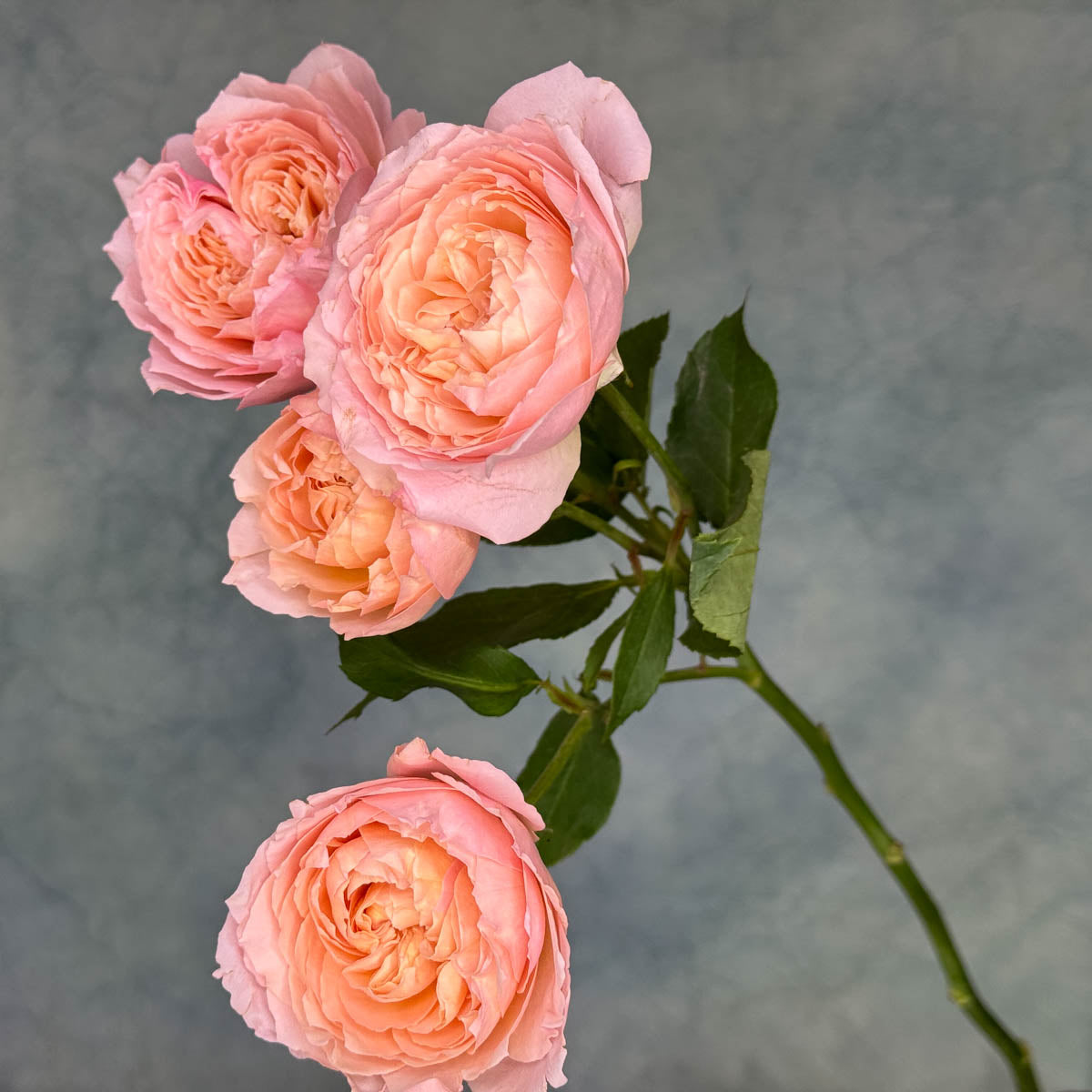 5 Julietta Spray Roses