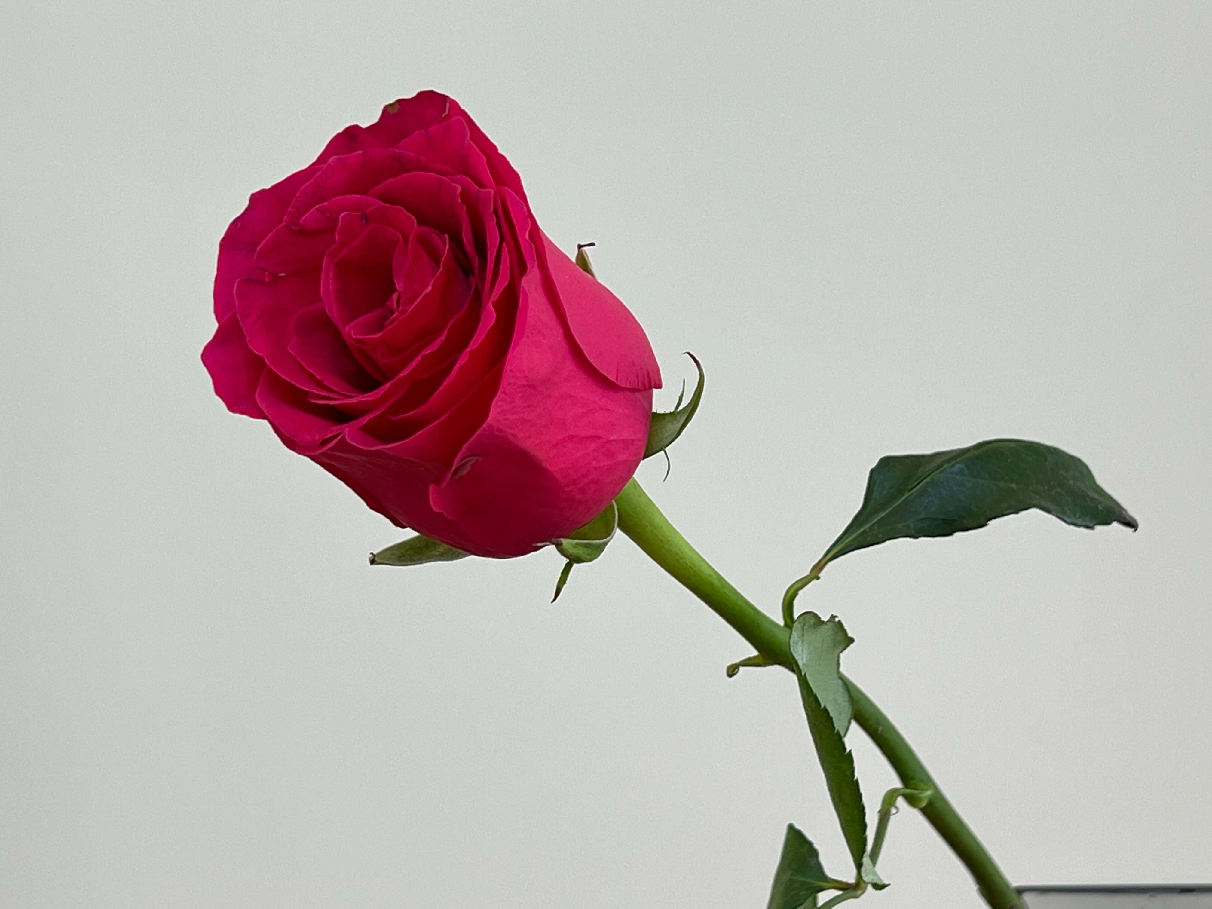 Pink & White Roses